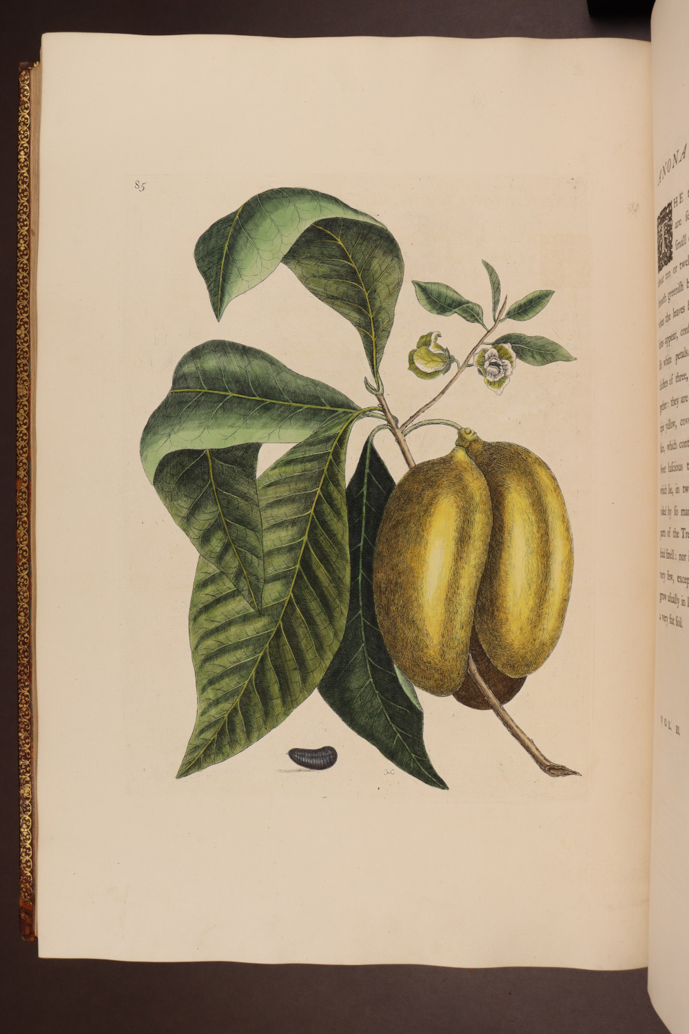 Plate 85